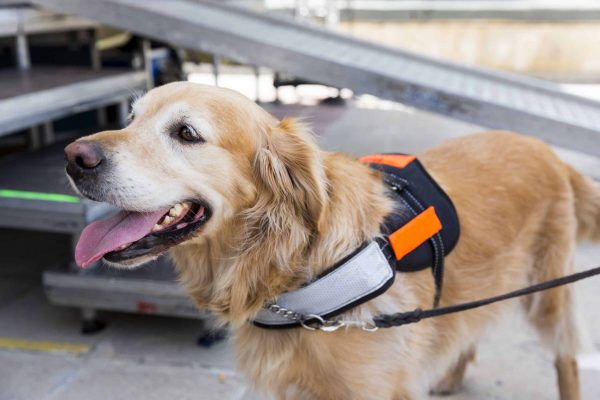 Service Dog