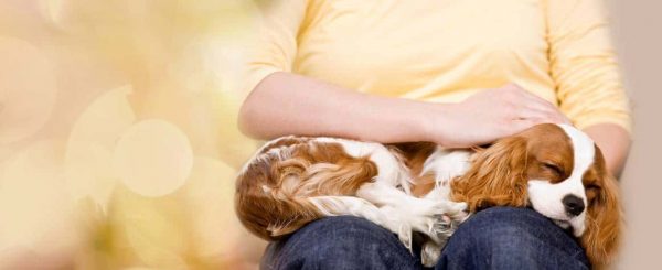 Therapy Dog